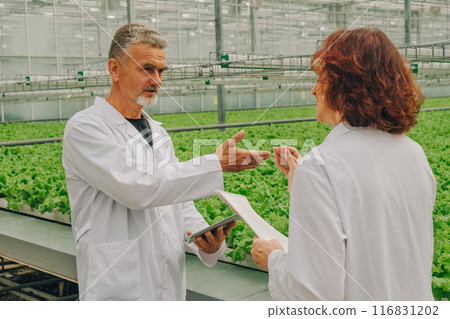 Team of botanists, biologists discusses concept of developing healthy food industry. Scientists in greenhouse with growing lettuce, herbs, vegetable farm of future, pure non-GMO products. Agriculture 116831202