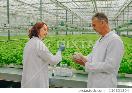 Researchers, scientists biologist inside greenhouse with growing lettuce greens, plants with test tube, tablet. Control acidity of soil. Science of growing vegetables and yield lettuce in greenhouse.  116831204