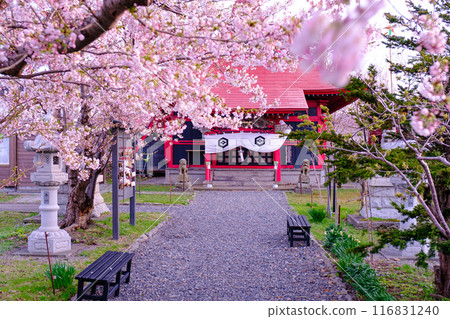 Cherry Blossoms at Itsukushima Shrine 116831240
