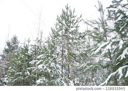 Pine forest in winter during the day in severe frost, Karelia. Snow on the coniferous branches. Frosty sunny weather anticyclone. Scots pine Pinus sylvestris is a plant pine Pinus of Pine Pinaceae Pine forest in winter during the day in severe frost, Karelia. Snow on the coniferous branches. Frosty sunny weather anticyclone. Scots pine Pinus sylvestris is a plant pine Pinus of Pine Pinaceae 116832043