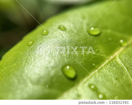 葉子被雨水打濕,葉脈 葉子被雨水打濕,葉脈 116832391