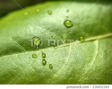 Rain-soaked leaves and veins 116832393