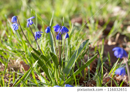 Spring blue flowers woodlands snowdrops Spring blue flowers woodlands snowdrops 116832651