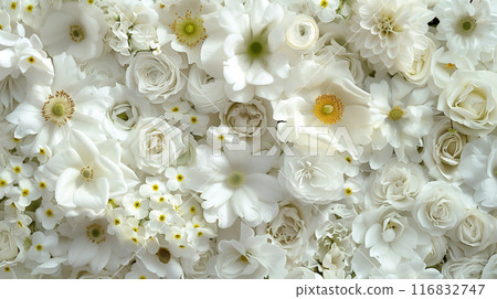 Screen-filling white flowers, background Screen-filling white flowers, background 116832747