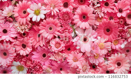 Screen-filling pink flowers, background Screen-filling pink flowers, background 116832753