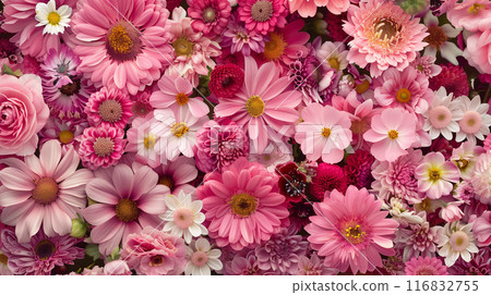 Screen-filling pink flowers, background Screen-filling pink flowers, background 116832755