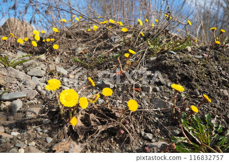 Tussilago farfara, coltsfoot is a plant in the tribe Senecioneae in the family Asteraceae. Traditional medicine. Toxic pyrrolizidine alkaloids in the plant has resulted in liver health concerns Tussilago farfara, coltsfoot is a plant in the tribe Senecioneae in the family Asteraceae. Traditional medicine. Toxic pyrrolizidine alkaloids in the plant has resulted in liver health concerns 116832757