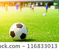 Soccer ball on turf 116833013