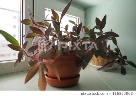 Tradescantia, genus of herbaceous perennial wildflowers inCommelinaceae. Inchplant, wandering jew, spiderwort, dayflower and trad. Tradescantia in pots are on the windowsill. Flowers in the interior Tradescantia, genus of herbaceous perennial wildflowers inCommelinaceae. Inchplant, wandering jew, spiderwort, dayflower and trad. Tradescantia in pots are on the windowsill. Flowers in the interior 116833068