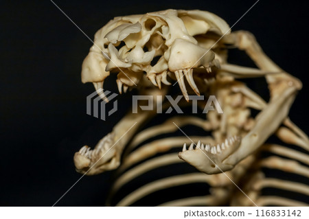 Close up snake head bone on black background Close up snake head bone on black background 116833142