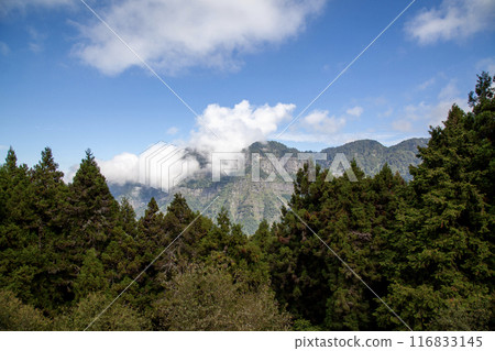 View of forest and mountain in national park in taiwan View of forest and mountain in national park in taiwan 116833145