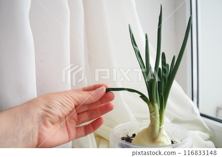 An onion Allium cepa L, bulb onion or common onion, is a vegetable that is cultivated species of the genus Allium. The shallot is a botanical variety of the onion. Woman hand. Plant on the windowsill An onion Allium cepa L, bulb onion or common onion, is a vegetable that is cultivated species of the genus Allium. The shallot is a botanical variety of the onion. Woman hand. Plant on the windowsill 116833148