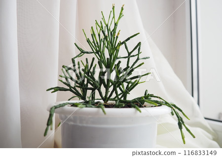 Hatiora salicornioides, the bottle cactus, dancing-bones, drunkard's-dream, or spice cactus, is a species of flowering plant in the cactus family. A member of the tribe Rhipsalideae, epiphyte 116833149