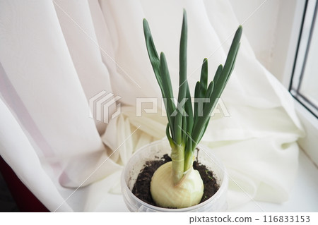 An onion Allium cepa L, bulb onion or common onion, is a vegetable that is cultivated species of the genus Allium. The shallot is a botanical variety of the onion. Plant on the windowsill 116833153