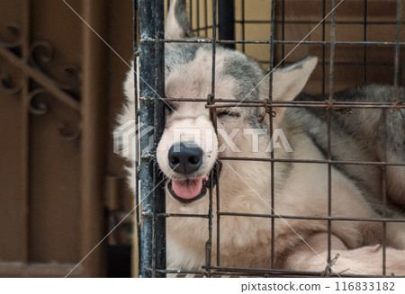 Dog sleeps in a metal cage with tongue out Dog sleeps in a metal cage with tongue out 116833182