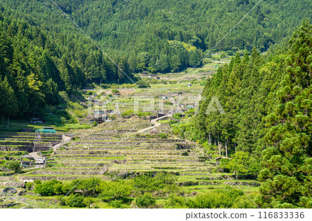 Newly planted rice fields in Shinshiro City, Aichi Prefecture Newly planted rice fields in Shinshiro City, Aichi Prefecture 116833336