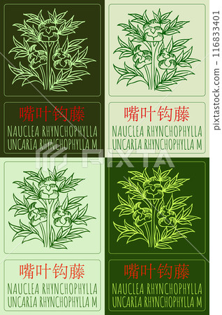 Set of vector drawing NAUCLEA RHYNCHOPHYLLA in Chinese in various colors. Hand drawn illustration. Latin name is UNCARIA RHYNCHOPHYLLA M. 116833401