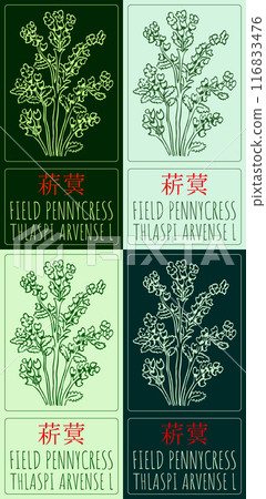Set of vector drawing FIELD PENNYCRESS in Chinese in various colors. Hand drawn illustration. Latin name is THLASPI ARVENSE L. 116833476