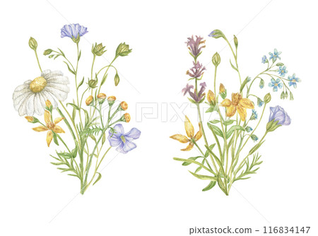 Bouquets with wild herbs and flowers. Collection of watercolor bouquets - chamomile, tansy, lavender, flax, St. John's wort. Wedding, office, wallpaper, postcard, prints, invitations, sublimation. Bouquets with wild herbs and flowers. Collection of watercolor bouquets - chamomile, tansy, lavender, flax, St. John's wort. Wedding, office, wallpaper, postcard, prints, invitations, sublimation. 116834147