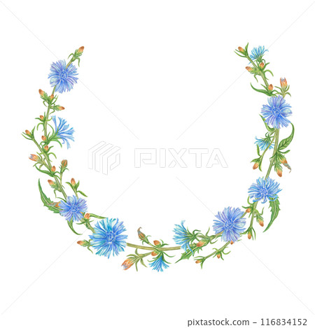 A watercolor wreath with blue chicory flowers. Hand-drawn, highlighted on a white background. For wedding invitations, posters, prints, text design, banners, cosmetics, packaging 116834152