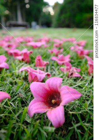 beautiful pink flower of Brachychiton 116834477