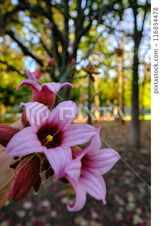 beautiful pink flower of Brachychiton 116834478