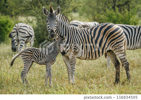 Plains zebra in Kruger National park, South Africa 116834505