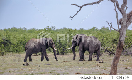 African bush elephant in Kruger National park, South Africa African bush elephant in Kruger National park, South Africa 116834509