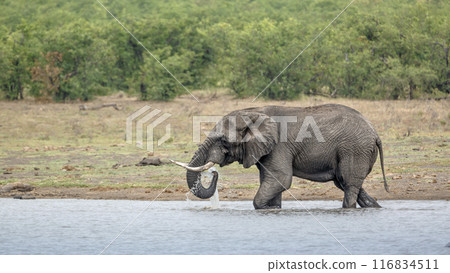 African bush elephant in Kruger National park, South Africa 116834511