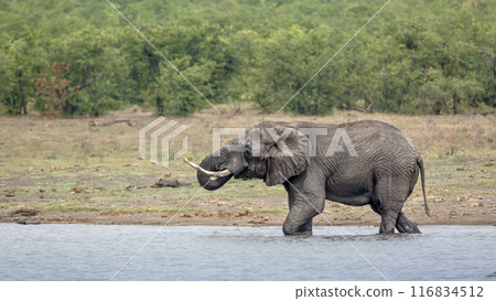 African bush elephant in Kruger National park, South Africa 116834512