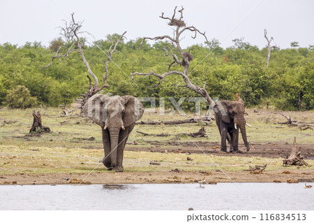 African bush elephant in Kruger National park, South Africa 116834513