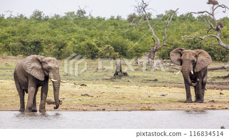 African bush elephant in Kruger National park, South Africa African bush elephant in Kruger National park, South Africa 116834514