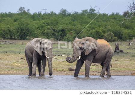 African bush elephant in Kruger National park, South Africa African bush elephant in Kruger National park, South Africa 116834521