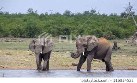 African bush elephant in Kruger National park, South Africa African bush elephant in Kruger National park, South Africa 116834522