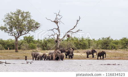 African bush elephant in Kruger National park, South Africa African bush elephant in Kruger National park, South Africa 116834523