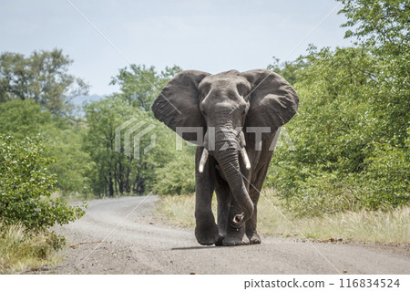 African bush elephant in Kruger National park, South Africa African bush elephant in Kruger National park, South Africa 116834524