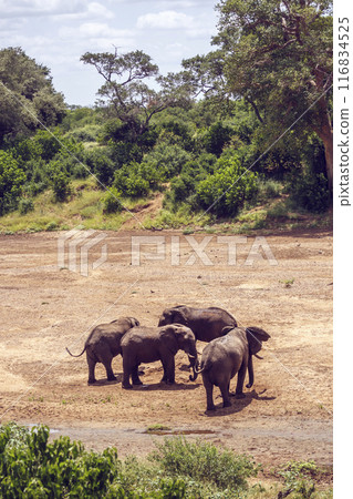 African bush elephant in Kruger National park, South Africa 116834525