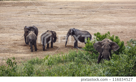 African bush elephant in Kruger National park, South Africa African bush elephant in Kruger National park, South Africa 116834527
