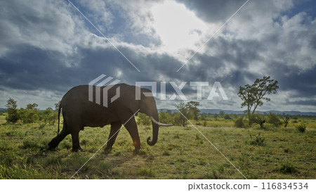 African bush elephant in Kruger National park, South Africa 116834534