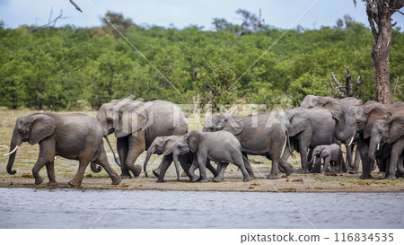 African bush elephant in Kruger National park, South Africa 116834535