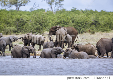 African bush elephant in Kruger National park, South Africa 116834541