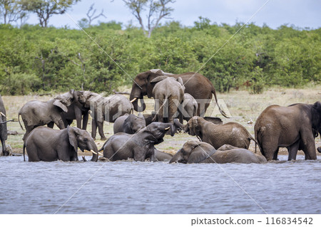 African bush elephant in Kruger National park, South Africa African bush elephant in Kruger National park, South Africa 116834542