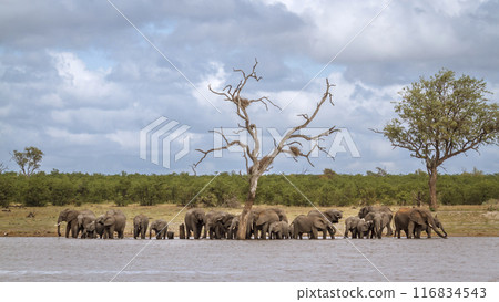 African bush elephant in Kruger National park, South Africa African bush elephant in Kruger National park, South Africa 116834543