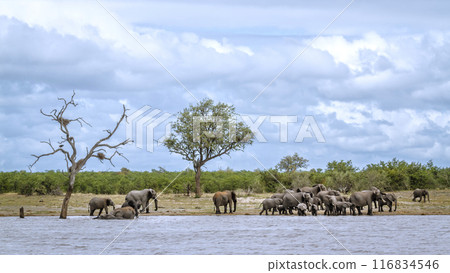 African bush elephant in Kruger National park, South Africa African bush elephant in Kruger National park, South Africa 116834546
