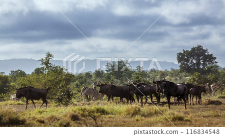 Blue wildebeest in Kruger National park, South Africa 116834548
