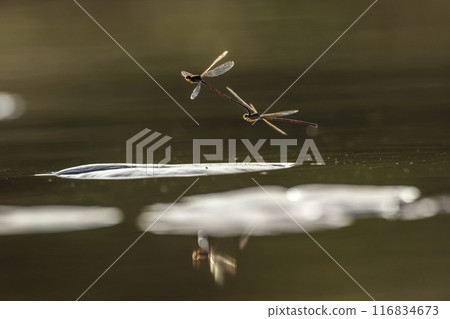 Dragonfly in Kruger National park, South Africa Dragonfly in Kruger National park, South Africa 116834673