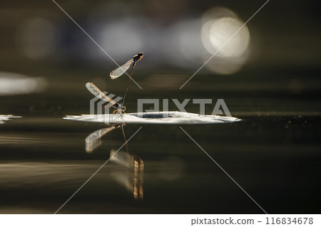 Dragonfly in Kruger National park, South Africa 116834678