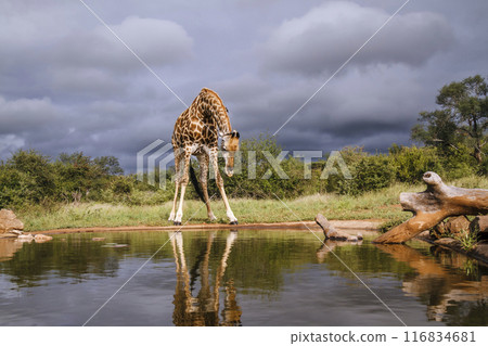Giraffe in Kruger National park, South Africa 116834681