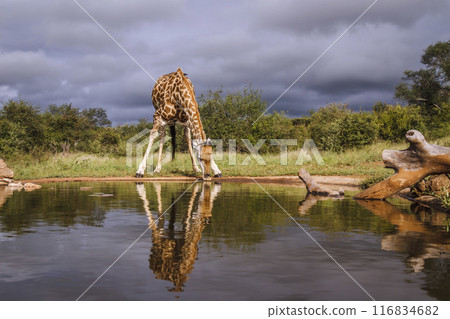 Giraffe in Kruger National park, South Africa Giraffe in Kruger National park, South Africa 116834682