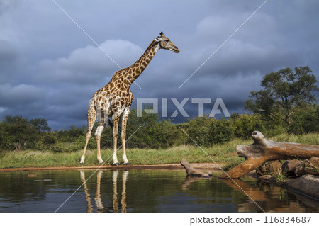 Giraffe in Kruger National park, South Africa 116834687